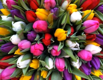 18a_tulips.png