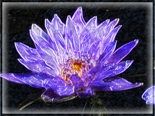 19_waterlily.png